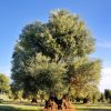 “Xylella alle porte della Basilicata”: incontro oggi a Ferrandina (Mt)