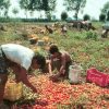 “In Basilicata stop al lavoro agricolo nelle ore più calde”